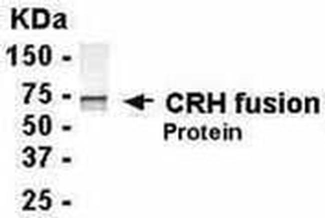 CRF Antibody in Western Blot (WB)