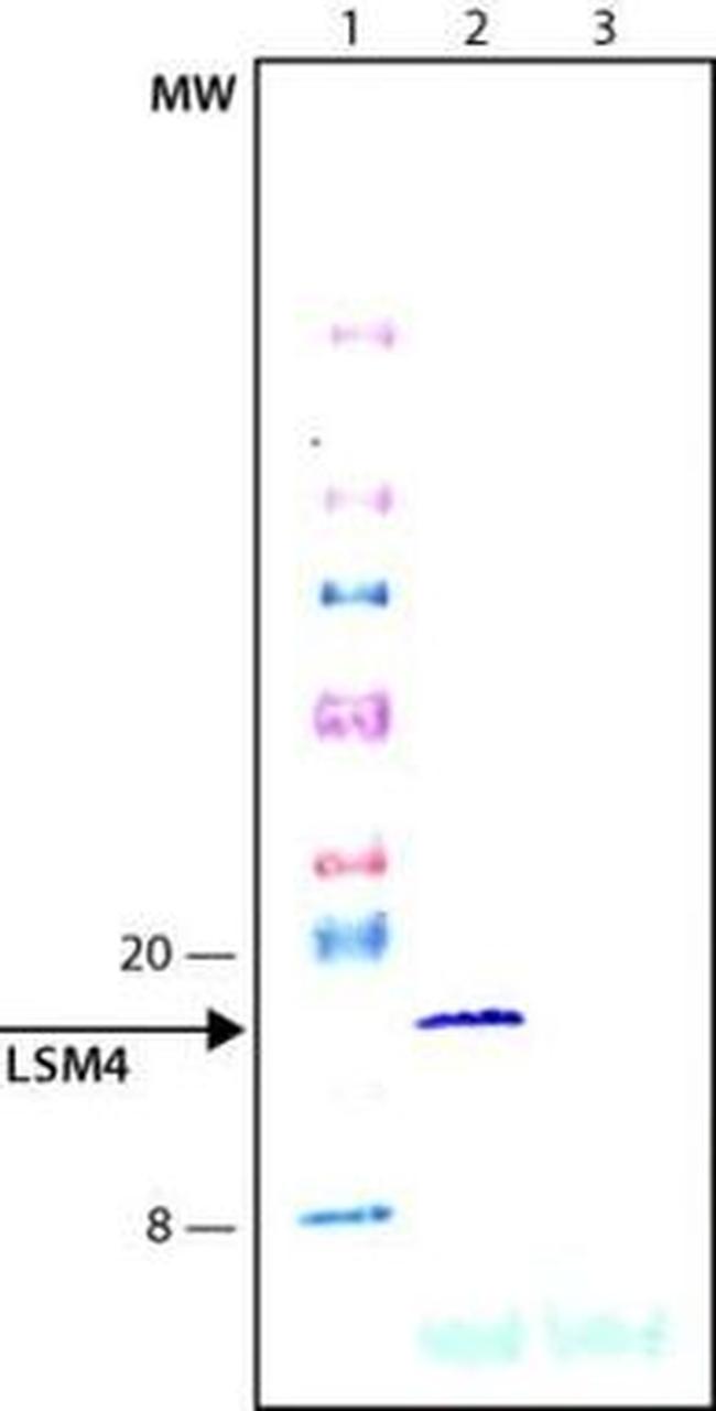 LSM4 Antibody in Western Blot (WB)