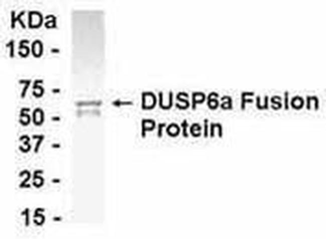 MKP3 Antibody in Western Blot (WB)