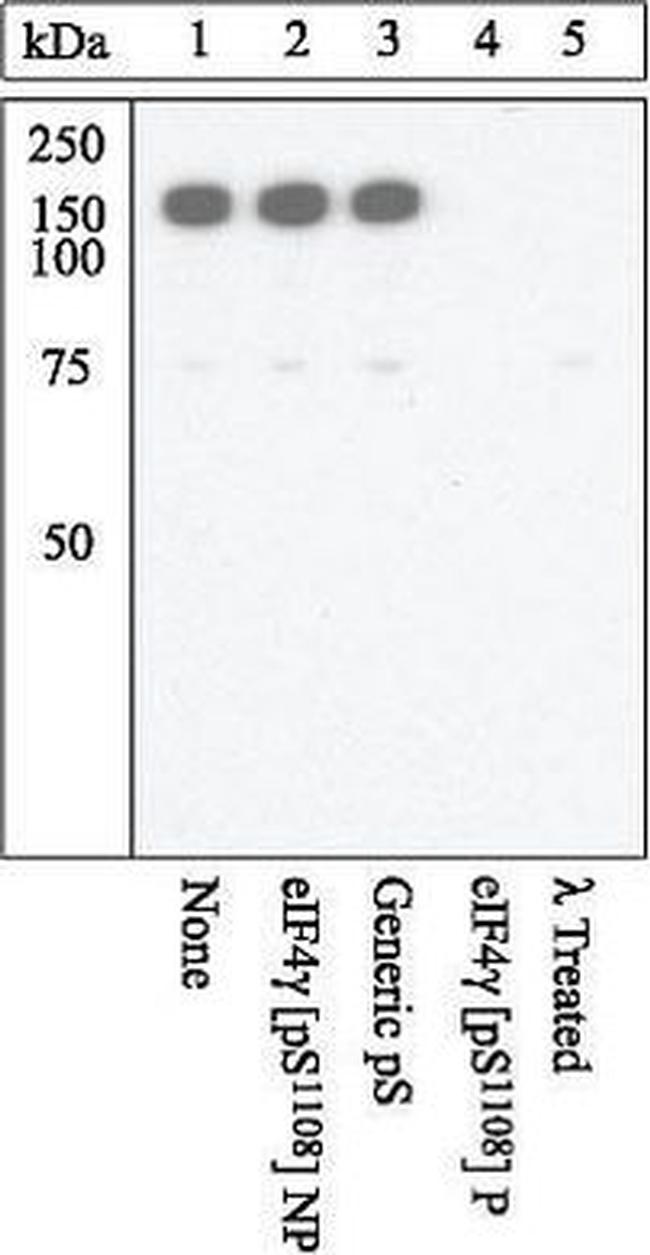 Phospho-EIF4G (Ser1108) Antibody in Western Blot (WB)