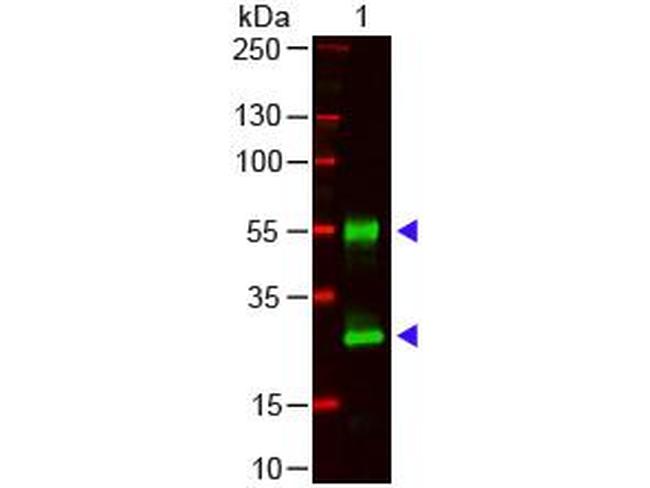 Mouse IgG (H+L) Secondary Antibody in Western Blot (WB)