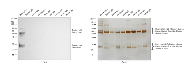 Donkey IgG (H+L) Secondary Antibody in Western Blot (WB)