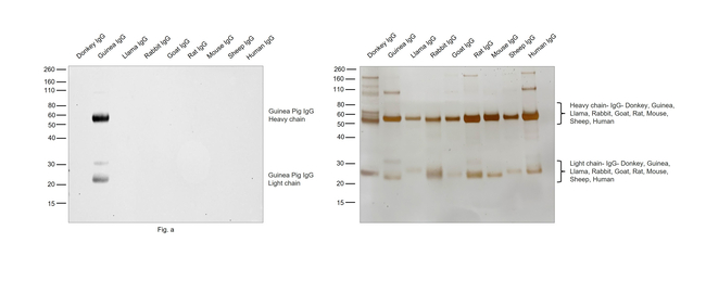 Guinea Pig IgG (H+L) Secondary Antibody in Western Blot (WB)
