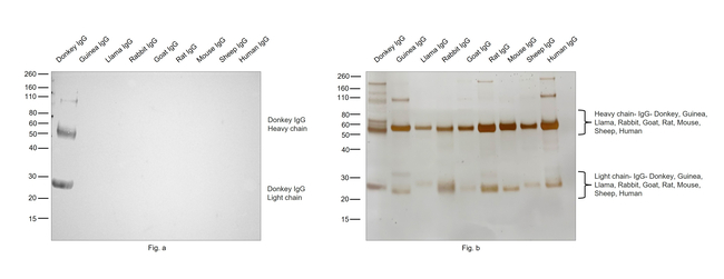Donkey IgG (H+L) Secondary Antibody in Western Blot (WB)