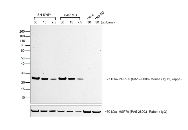 Mouse IgG (H+L) Secondary Antibody in Western Blot (WB)