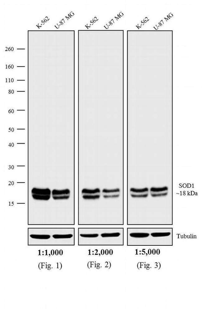 Mouse IgG (H+L) Secondary Antibody in Western Blot (WB)
