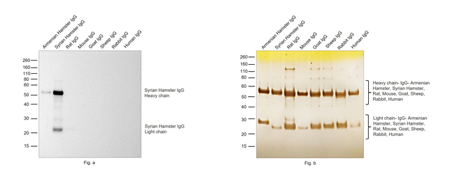 Syrian Hamster IgG (H+L) Secondary Antibody in Western Blot (WB)