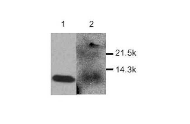 MDC Antibody in Western Blot (WB)