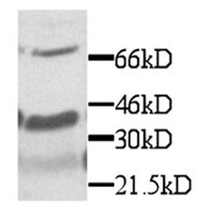 CX3CL1 Antibody in Western Blot (WB)