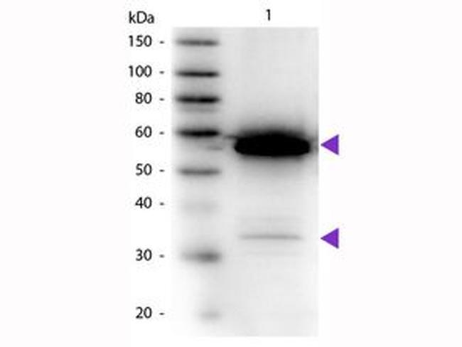 alpha Amylase Antibody in Western Blot (WB)