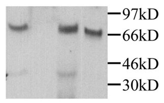 MPEG1 Antibody in Western Blot (WB)