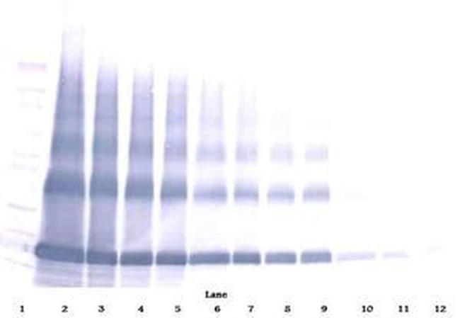 EMAP II Antibody in Western Blot (WB)