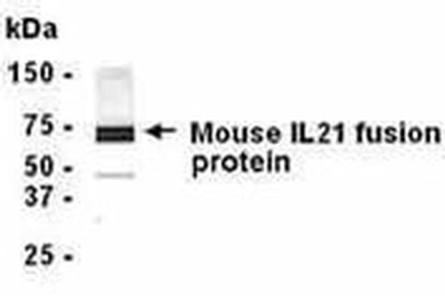 IL-21 Antibody in Western Blot (WB)