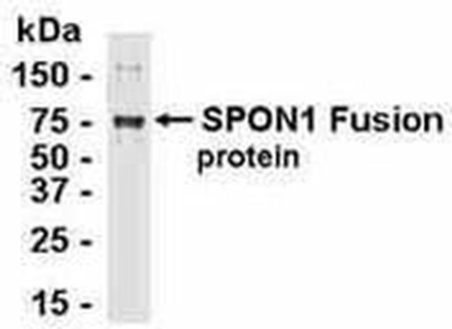 SPON1 Antibody in Western Blot (WB)