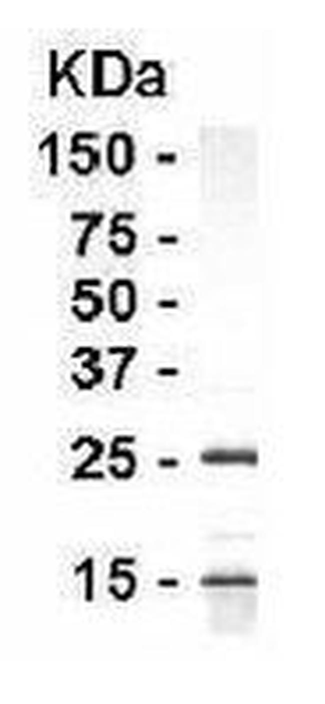 ApoA1 Antibody in Western Blot (WB)