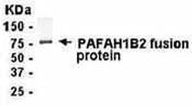 PAFAH1B2 Antibody in Western Blot (WB)