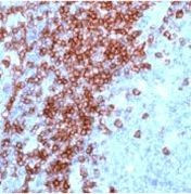 CD3e Antibody in Immunohistochemistry (Paraffin) (IHC (P))
