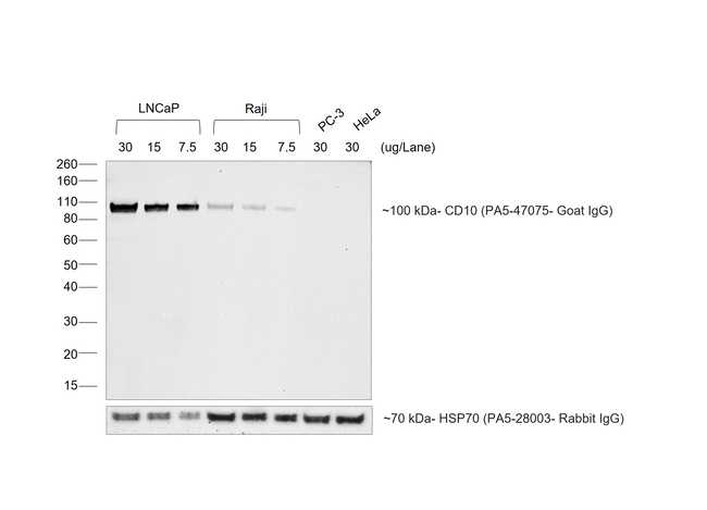 Goat IgG (H+L) Secondary Antibody in Western Blot (WB)