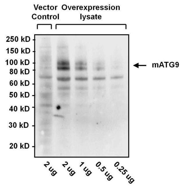 Syrian Hamster IgG (H+L) Secondary Antibody in Western Blot (WB)