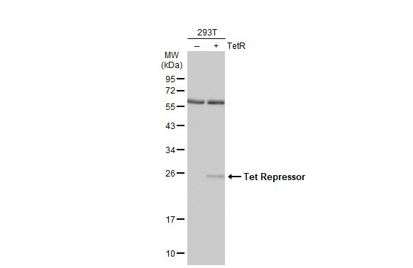 Tet Repressor Antibody in Western Blot (WB)