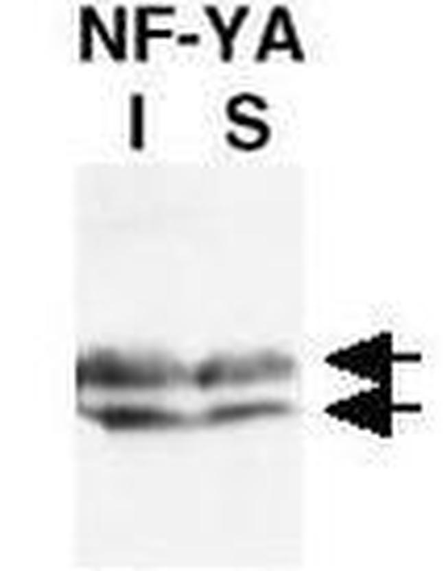 NFYA Antibody in Western Blot (WB)