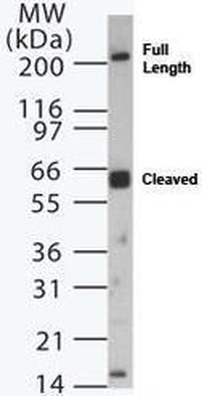Dicer Antibody in Western Blot (WB)