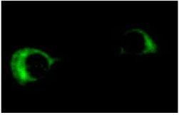 BCL-2L2 Antibody in Immunocytochemistry (ICC/IF)