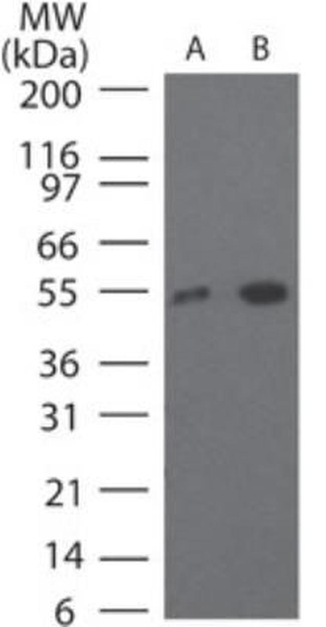 TRF4-1 Antibody in Western Blot (WB)