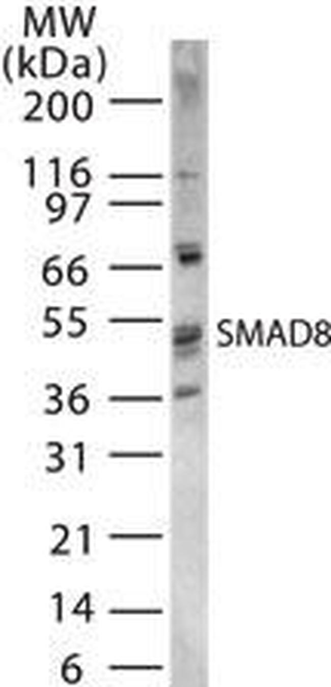 SMAD9 Antibody in Western Blot (WB)
