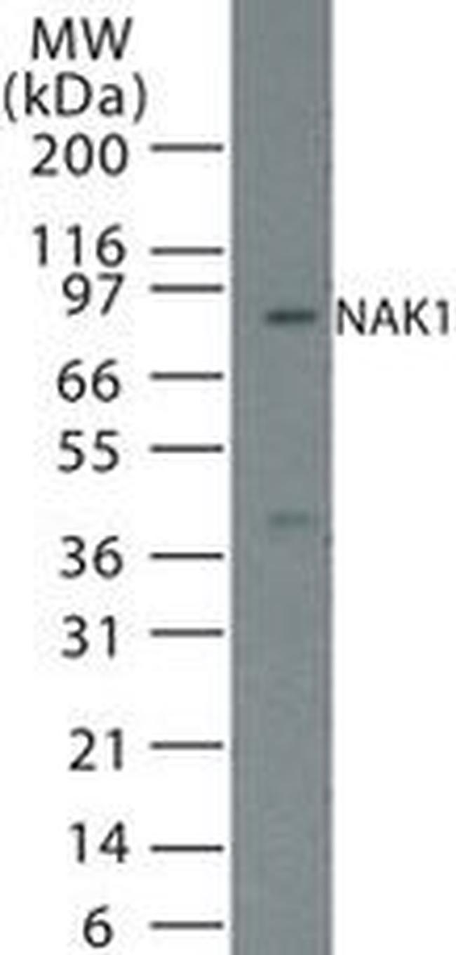 NUR77 Antibody in Western Blot (WB)