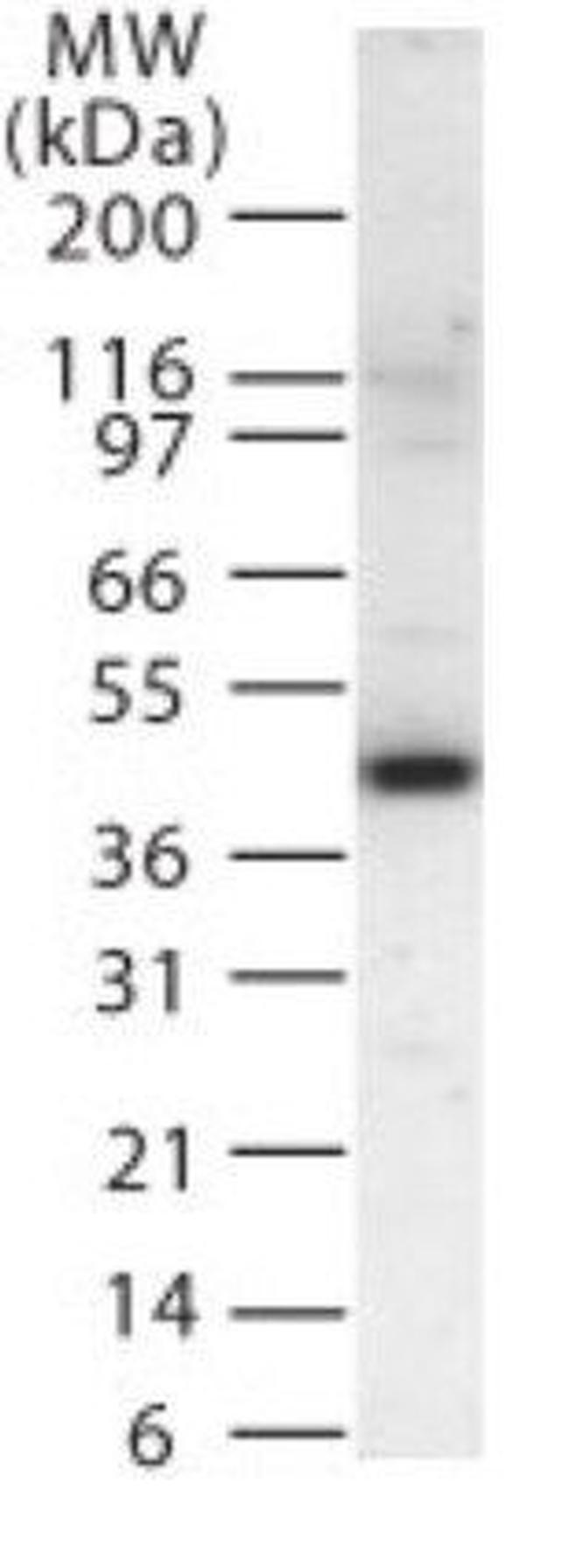 MEK2 Antibody in Western Blot (WB)