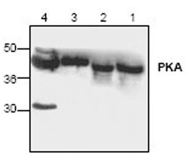 PKA alpha Antibody in Western Blot (WB)