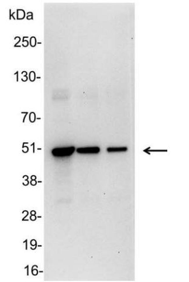 VSV-G Tag Antibody in Western Blot (WB)