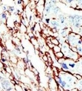 EphA7 Antibody in Immunohistochemistry (Paraffin) (IHC (P))