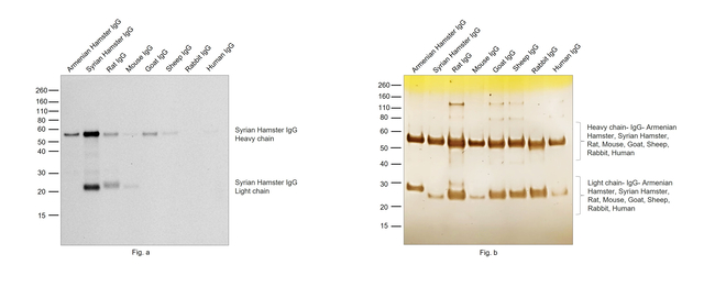 Syrian Hamster IgG (H+L) Secondary Antibody in Western Blot (WB)
