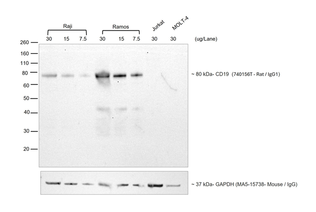 Rat IgG (H+L) Secondary Antibody in Western Blot (WB)
