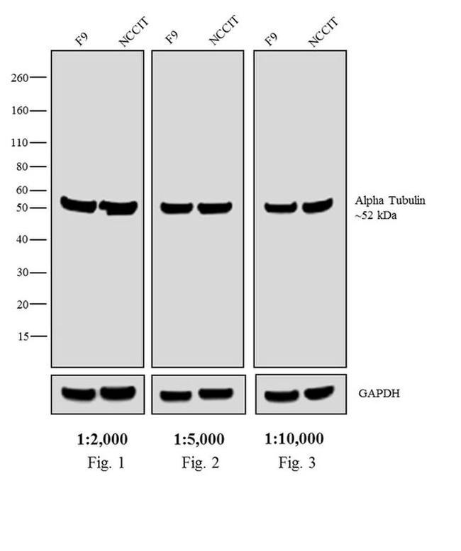 Rat IgG (H+L) Secondary Antibody in Western Blot (WB)