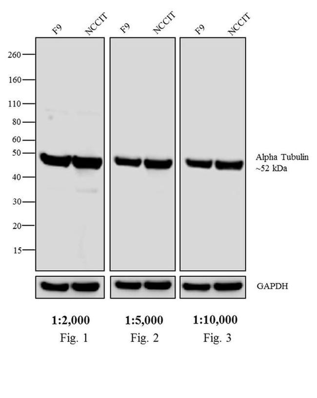 Rat IgG (H+L) Secondary Antibody in Western Blot (WB)