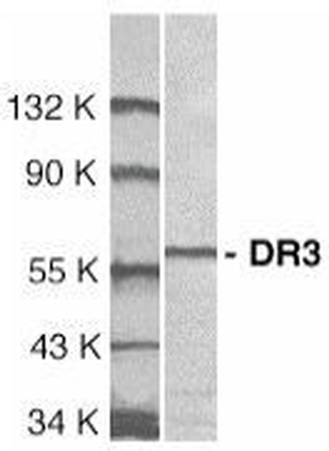 DR3 Antibody in Western Blot (WB)