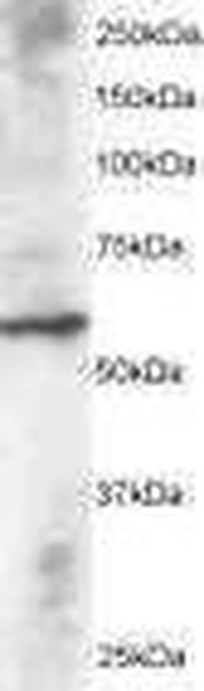 DUSP8 Antibody in Western Blot (WB)