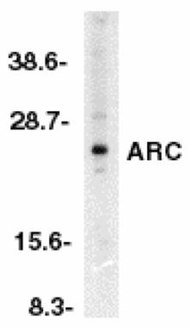 ARC Antibody in Western Blot (WB)