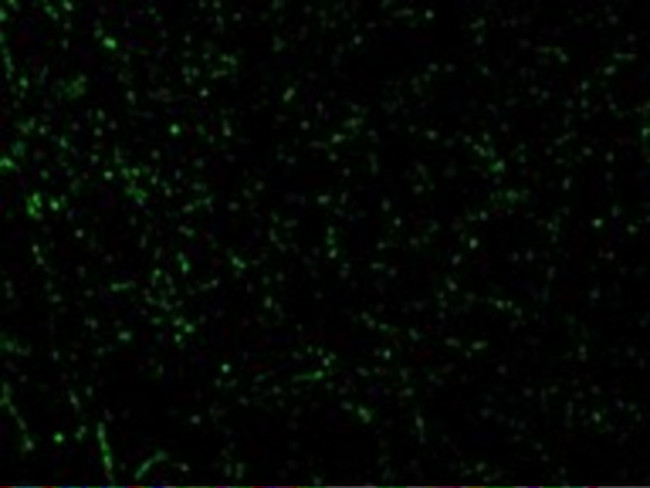 CIDEA Antibody in Immunohistochemistry (Paraffin) (IHC (P))