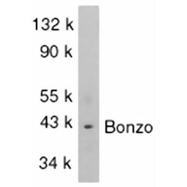 CXCR6 Antibody in Western Blot (WB)