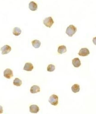 DFFB Antibody in Immunocytochemistry (ICC/IF)