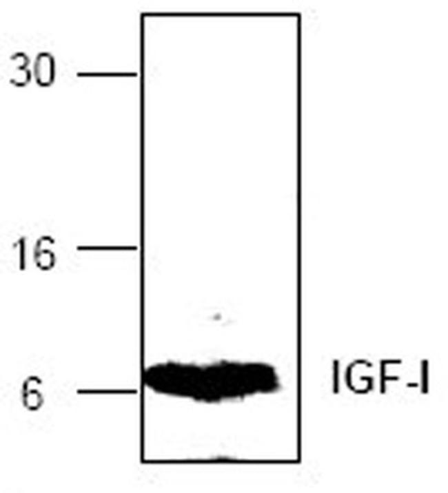 IGF1 Antibody in Western Blot (WB)