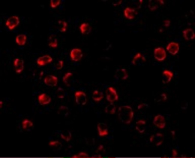 PUMA alpha/beta Antibody in Immunocytochemistry (ICC/IF)