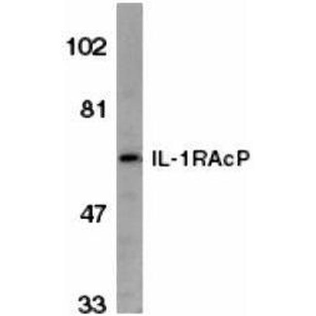 IL-1RAcP Antibody in Western Blot (WB)