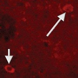 NPY Antibody in Immunocytochemistry (ICC/IF)