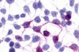 GPR45 Antibody in Immunocytochemistry (ICC/IF)