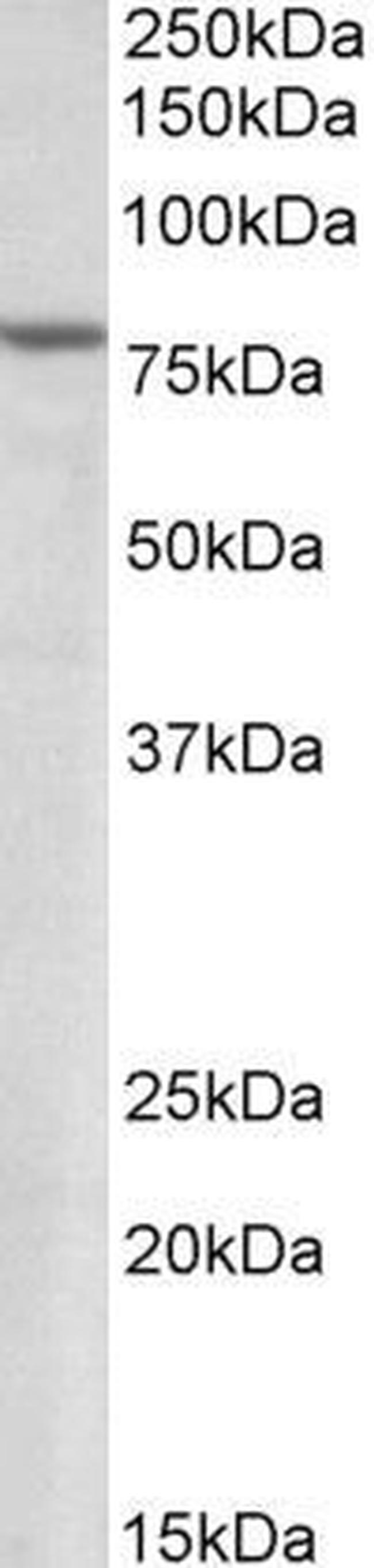 SETDB2 Antibody in Western Blot (WB)